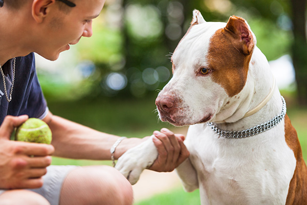 handsome-guy-playing-with-dog-outdoors-K6EMULQ-1.jpg